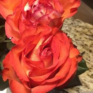 Meet your Posher, Raynie